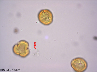 ISEM 2/Anthospermum_usambarense_46019/Anthospermum_usambarense_46019_0001(copy)_thumb.jpg